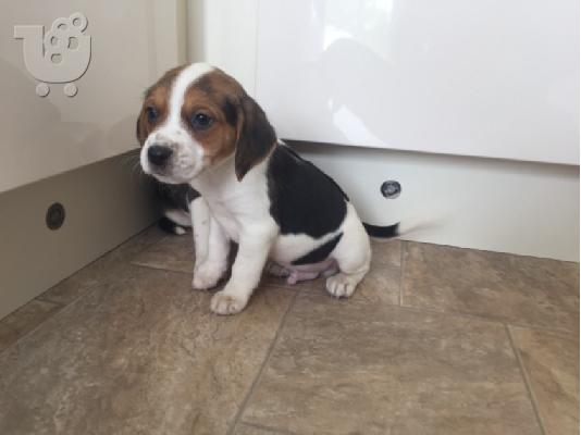 Πανέμορφα κουτάβια Beagle.
